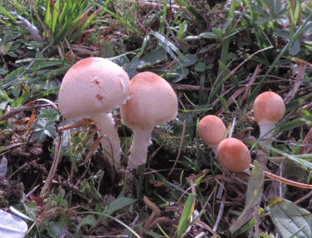 Colorati e fioccosi